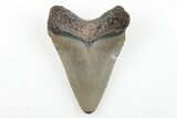 Serrated, Juvenile Megalodon Tooth - North Carolina #196032-1